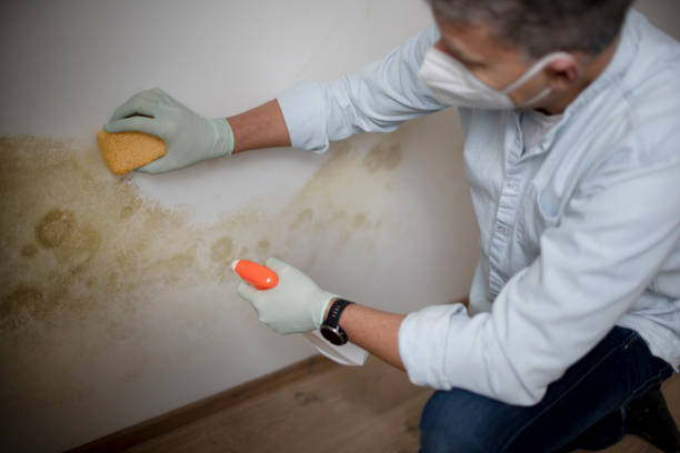 Best Insurance-Related Mold Remediation in Leesburg, OH