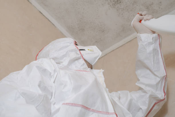 Best HVAC Mold Remediation in Leesburg, OH