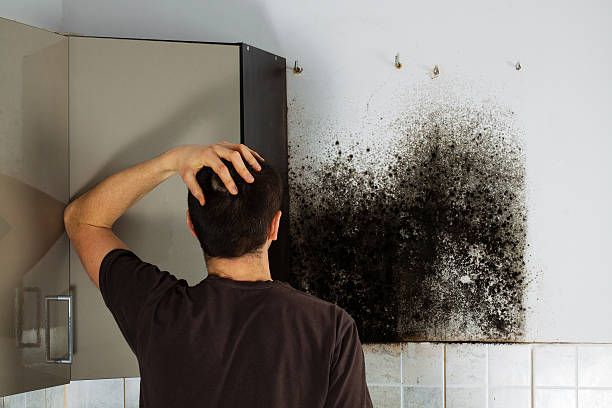 Best Mold Testing and Inspection Services in Leesburg, OH